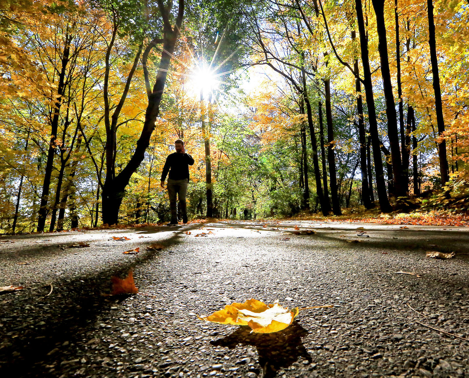 Fall color